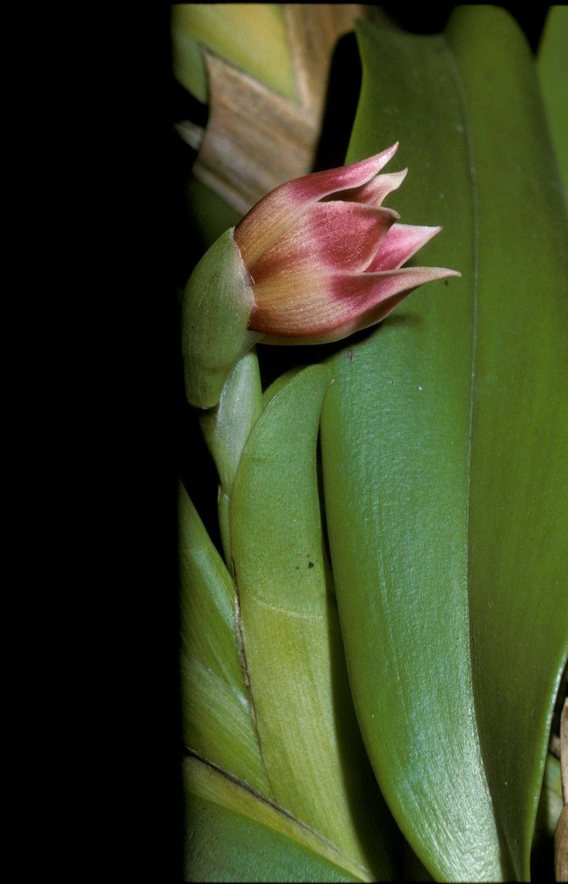 Camaridium bradeorum — related species from the same genus