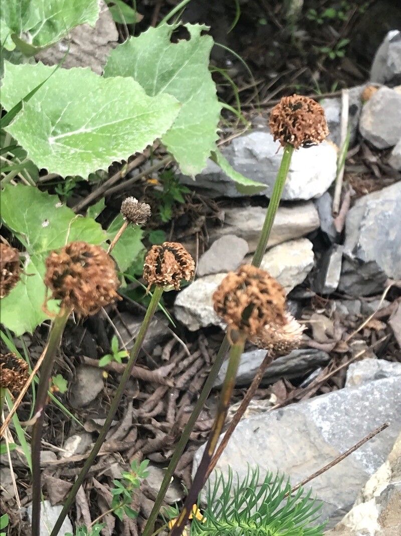 Globularia nudicaulis bark