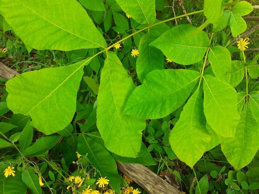 Carya laciniosa — search result for 'Juglandaceae'