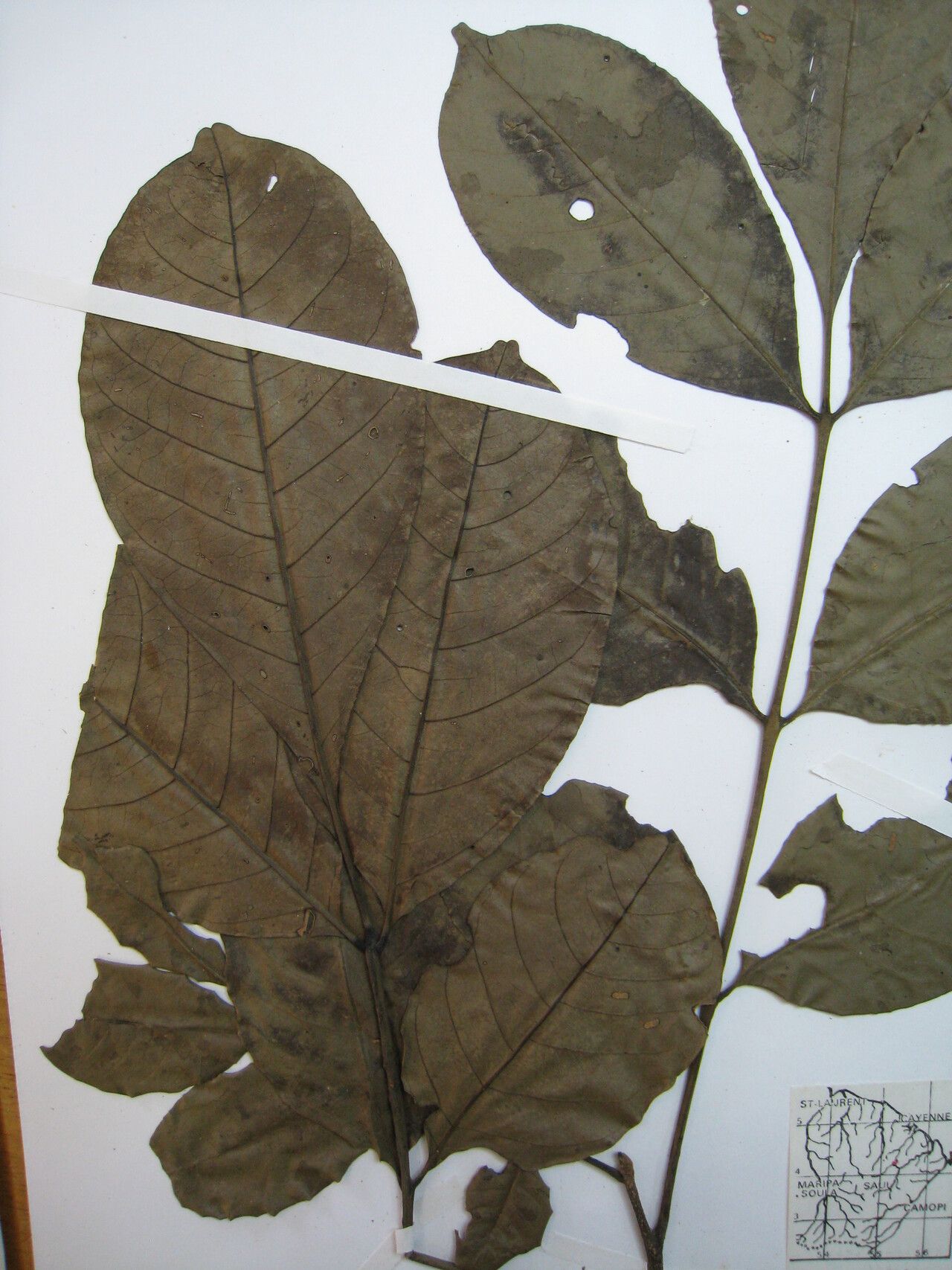 Trichilia micrantha other