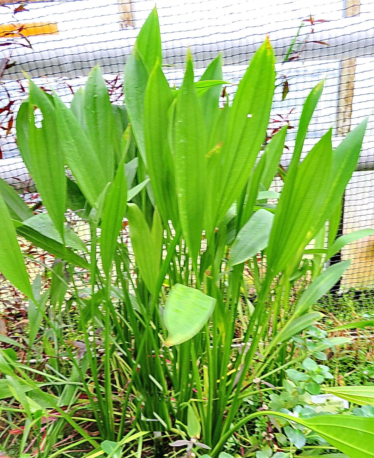Echinodorus lanceolatus habit