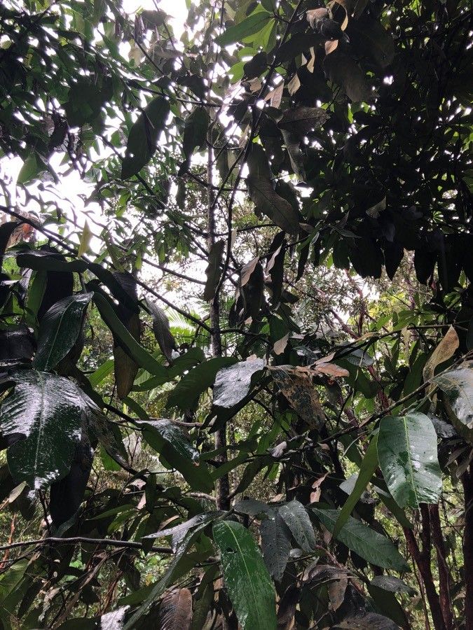 Garcinia nervosa habit