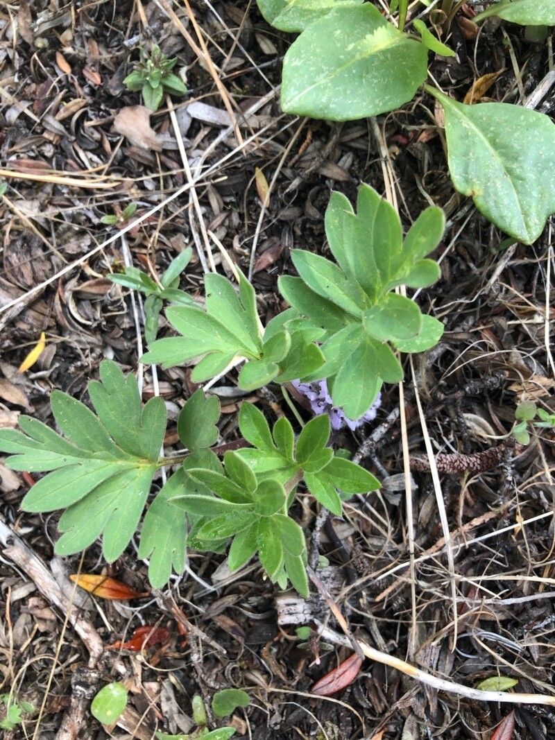 Hydrophyllum capitatum leaf