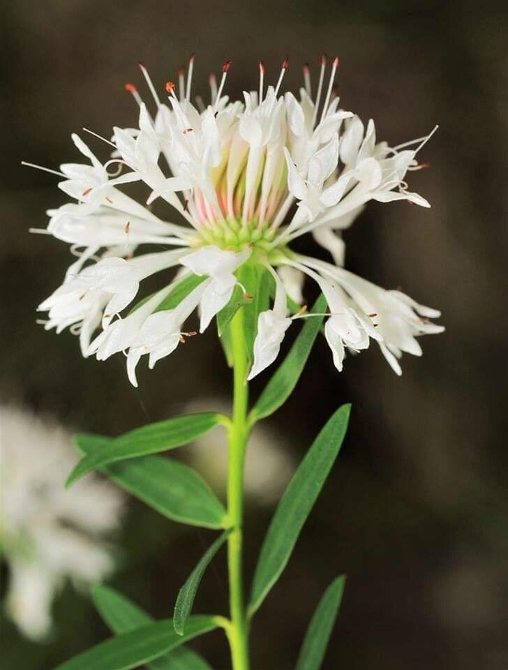 Pimelea linifolia flower
