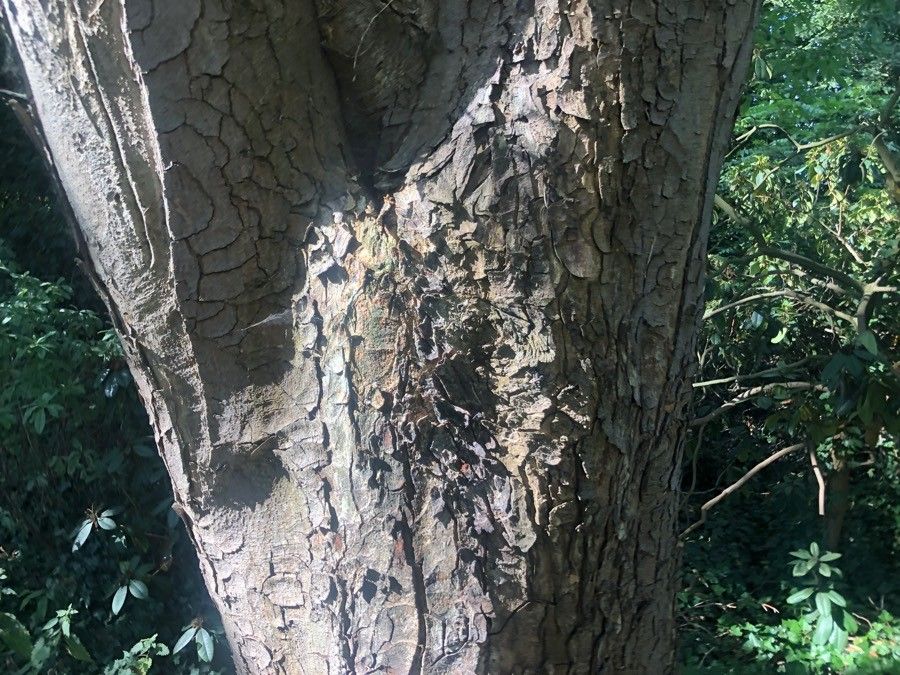 Aesculus indica bark