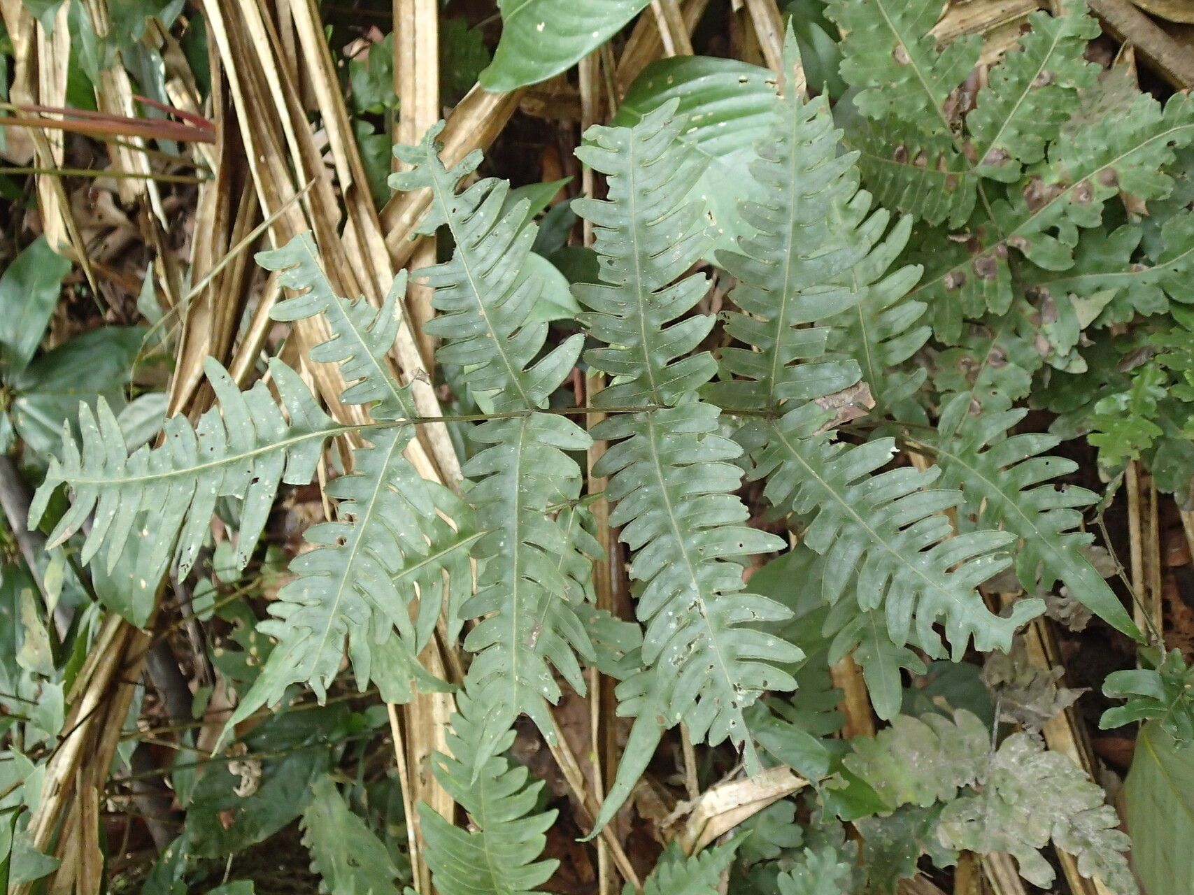 Pteris atrovirens habit