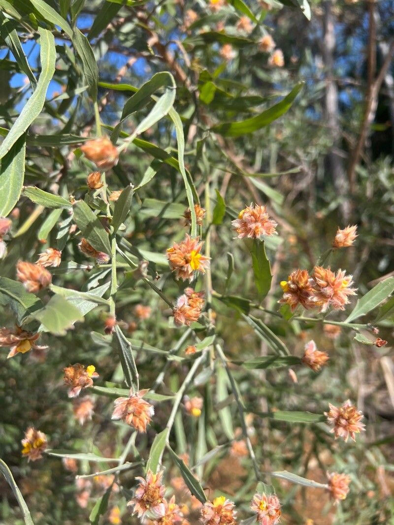 Jacksonia dilatata flower