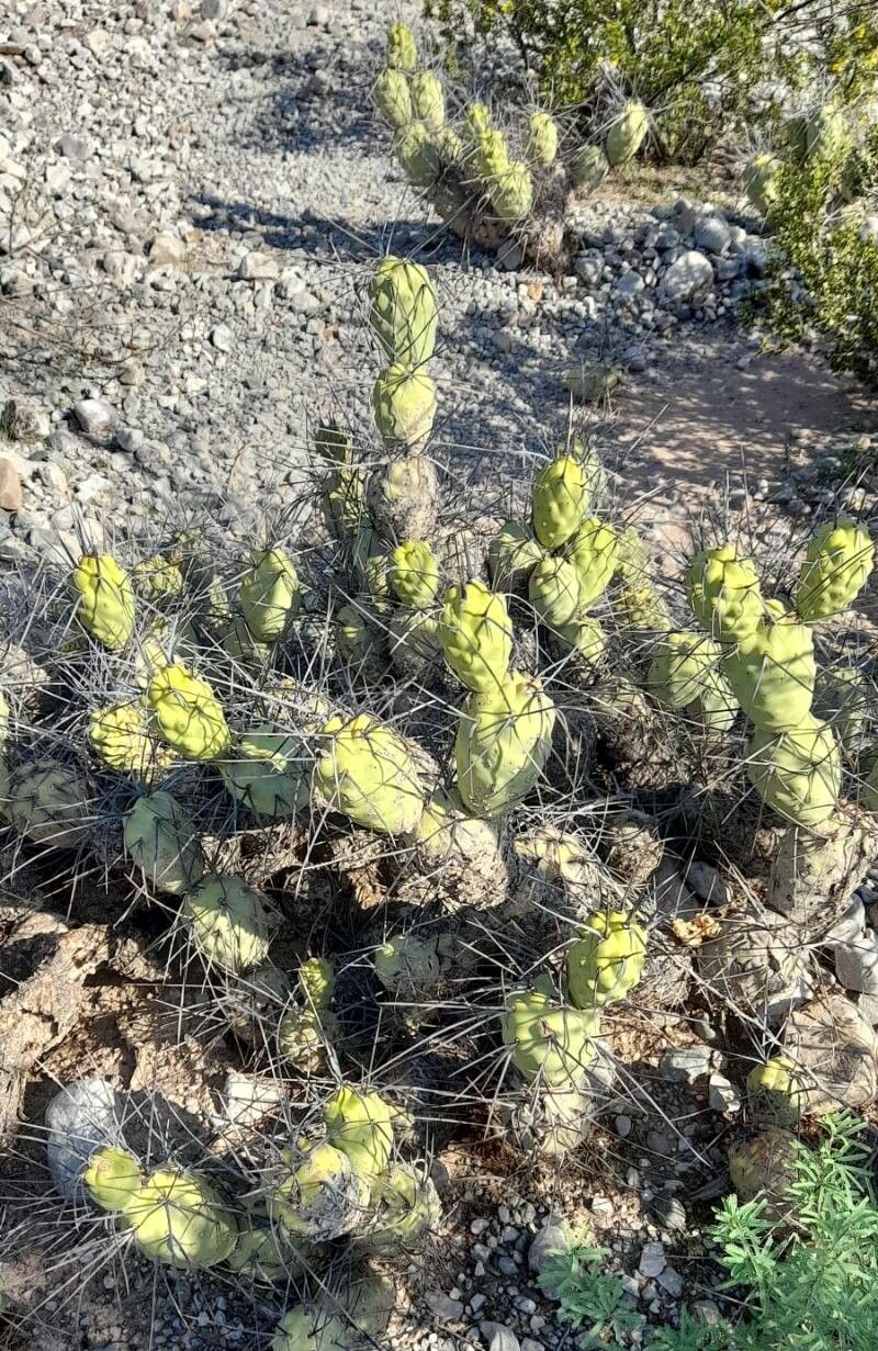 Tephrocactus aoracanthus habit