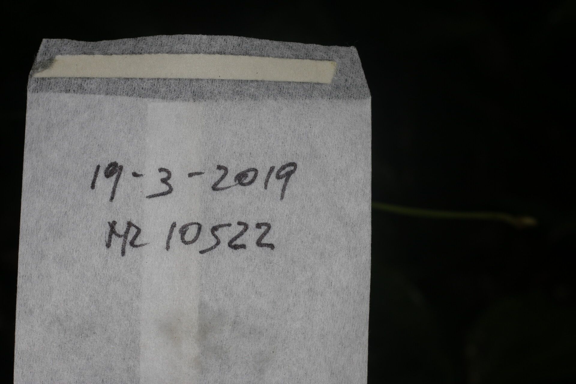 Alfaroa manningii other