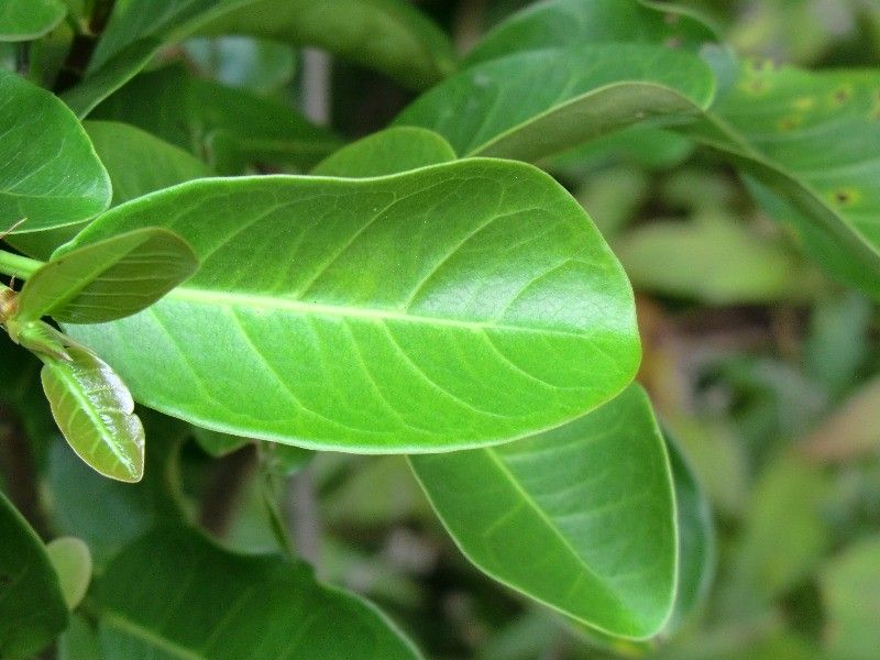 Ficus reflexa leaf