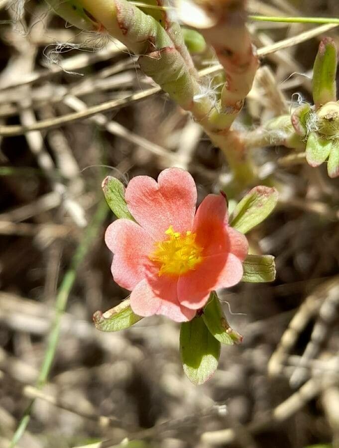 Portulaca cryptopetala flower