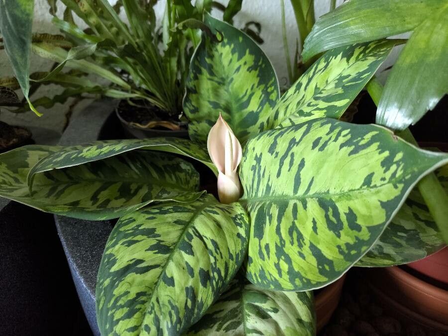 Homalomena wallisii leaf