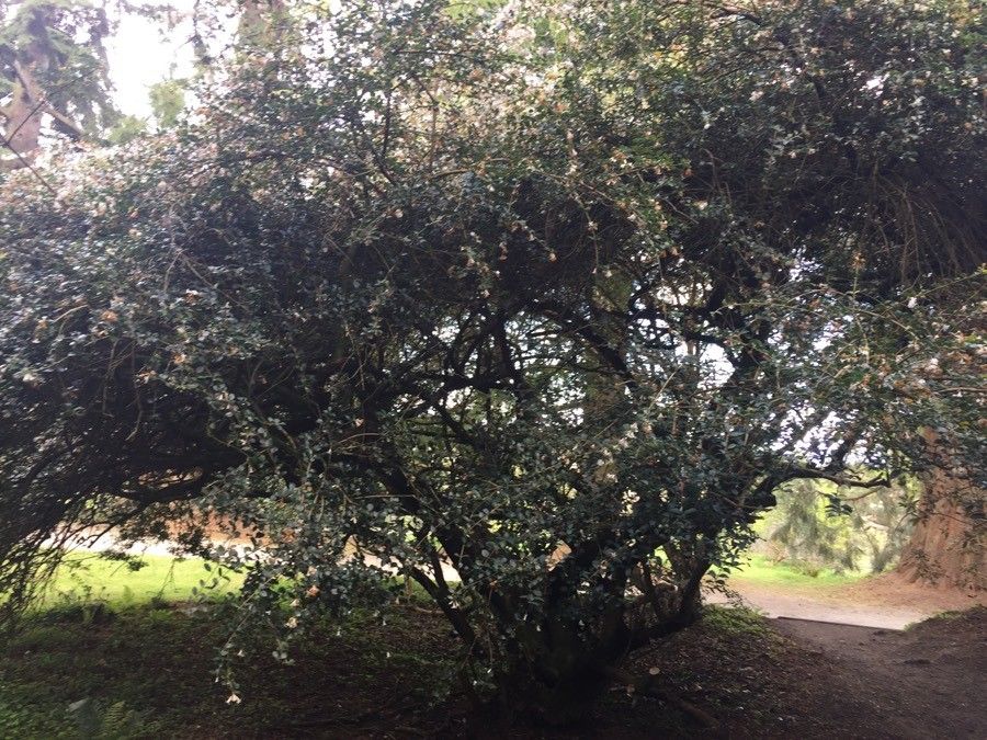 Osmanthus delavayi — search result for 'Oleaceae'