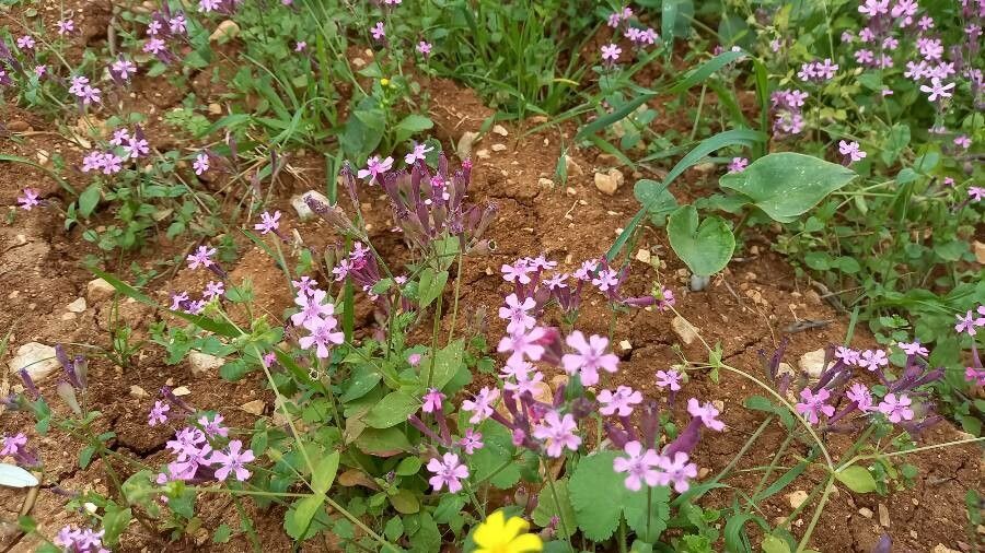 Silene damascena — houseplant care guide