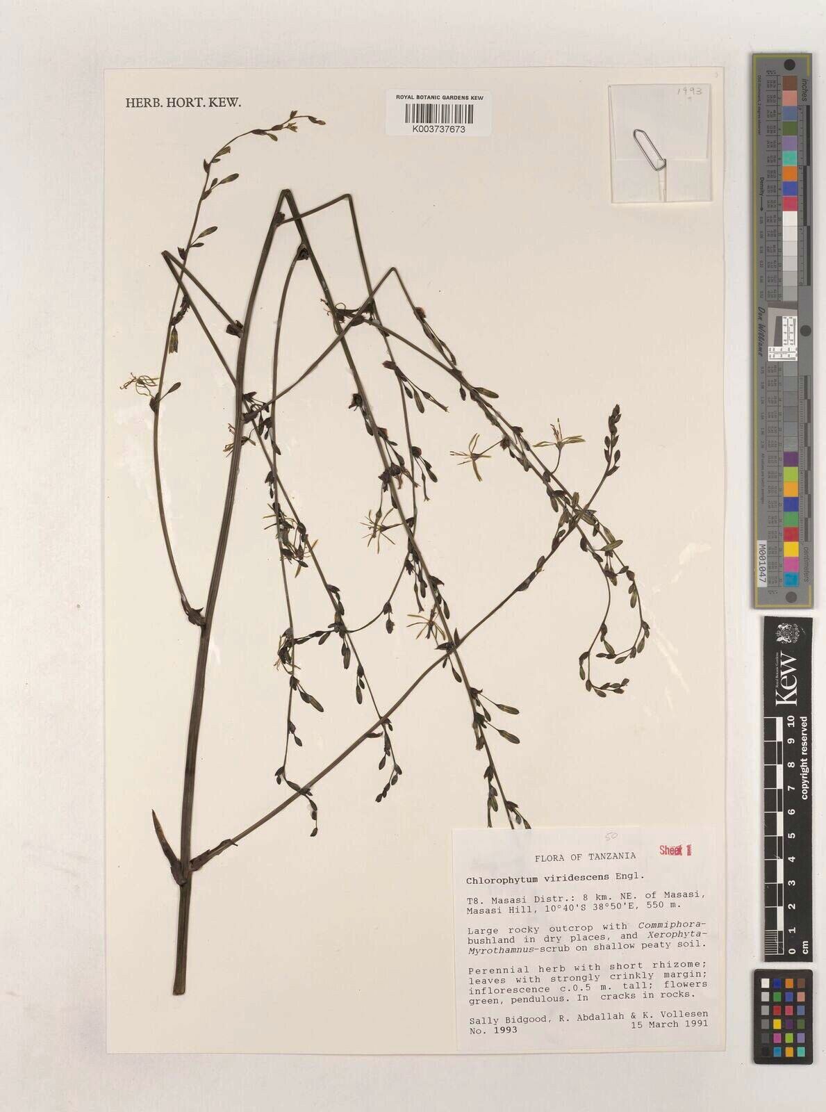 Chlorophytum viridescens — search result for 'Chlorophytum'