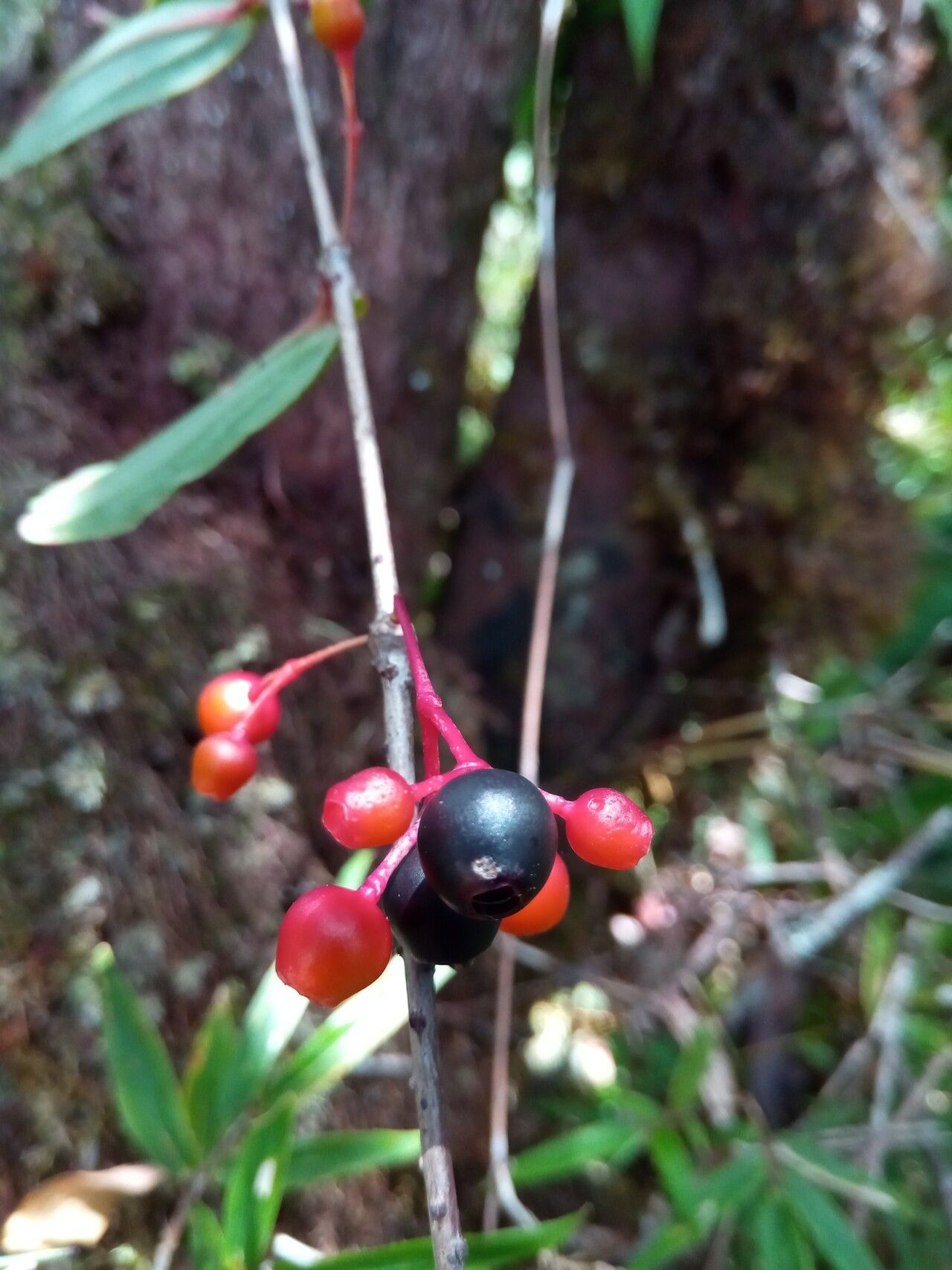 Medinilla micranthera fruit