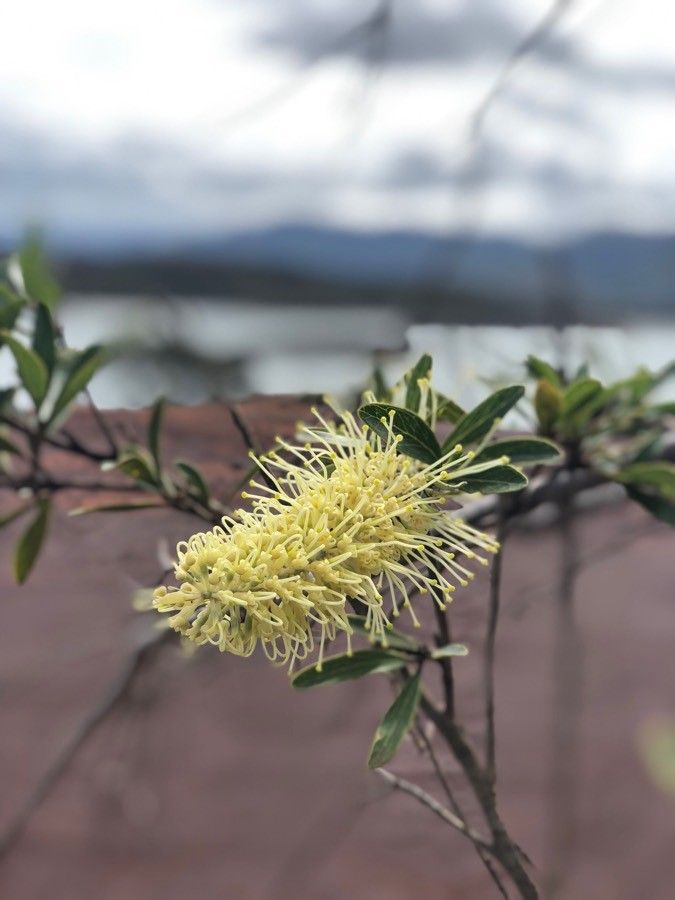 Grevillea exul flower