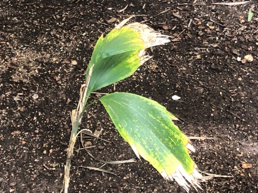 Arenga hookeriana — search result for 'Arecaceae'