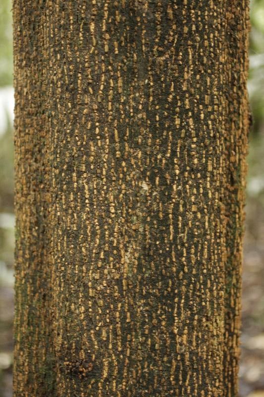 Tapirira bethanniana bark