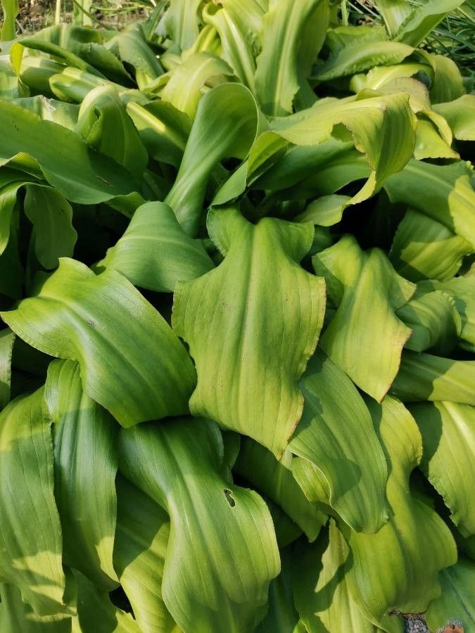 Eucomis bicolor — related species from the same genus
