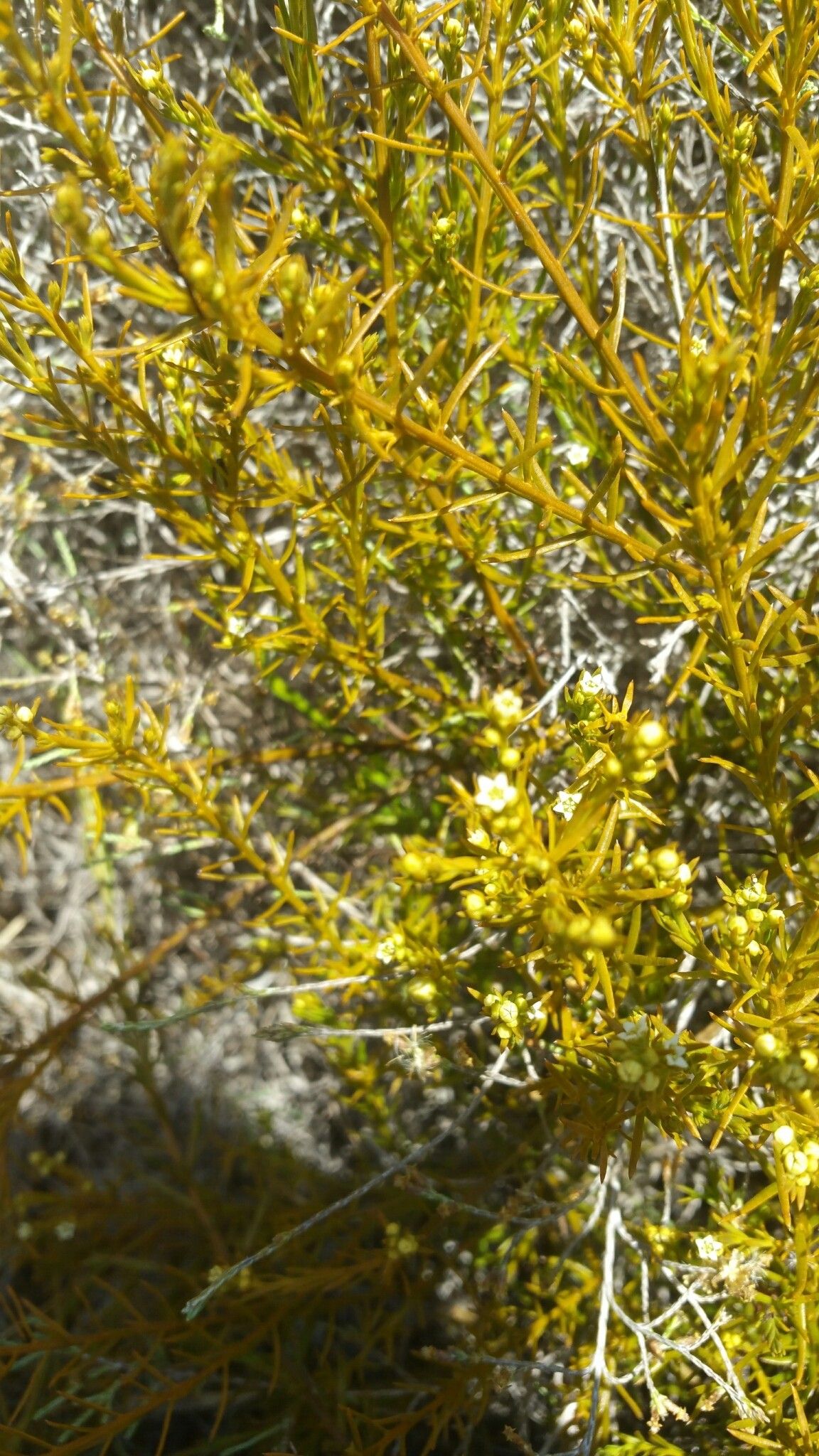 Thesium leandrianum — houseplant care guide