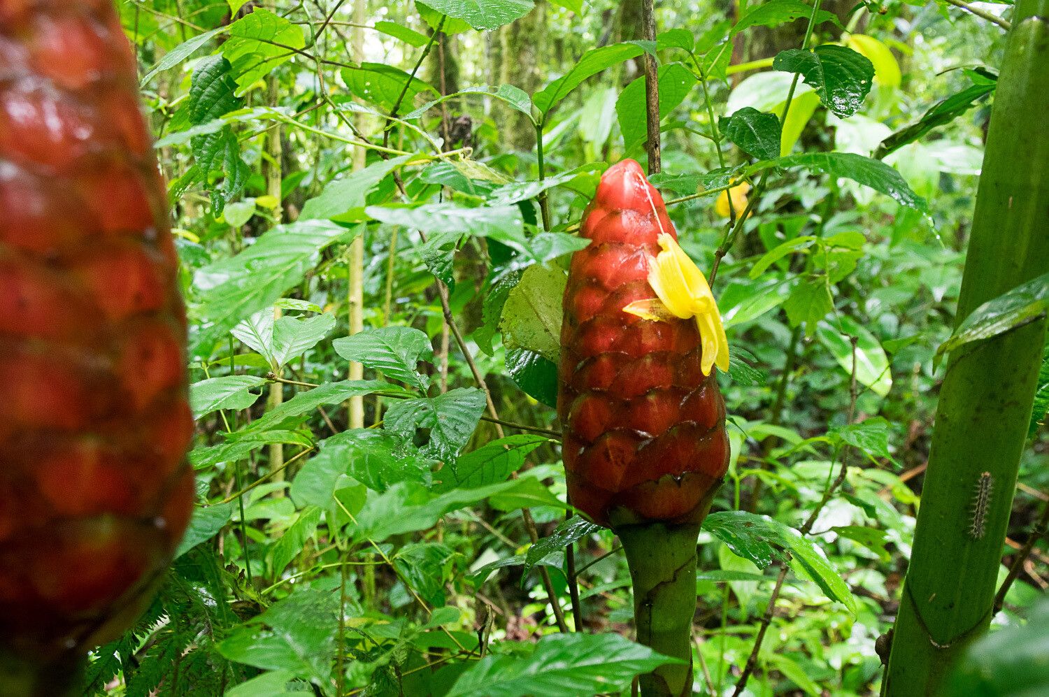 Costus giganteus — houseplant care guide