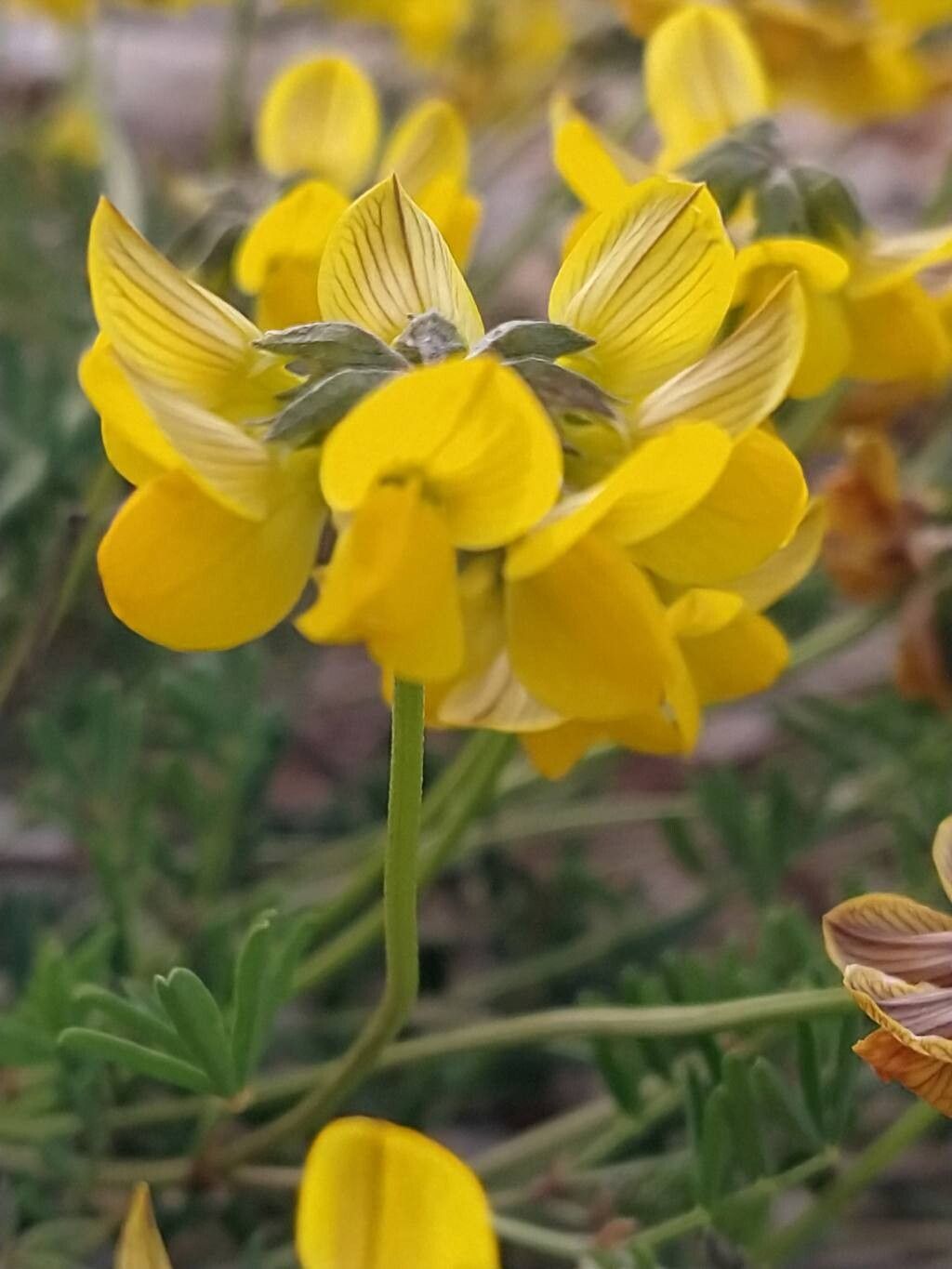 Hippocrepis fruticescens — search result for 'Hippocrepis'