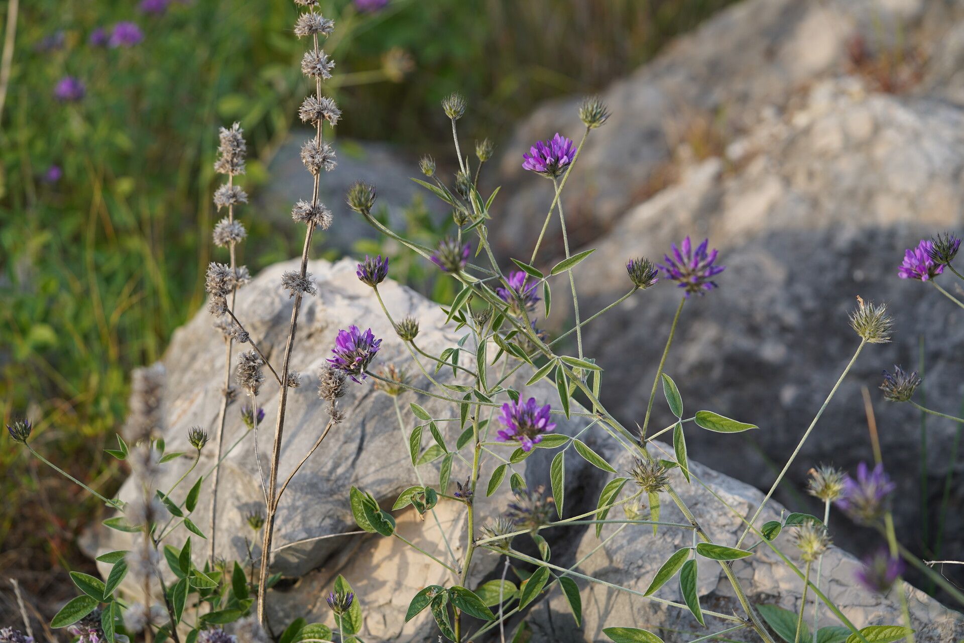 Bituminaria plumosa habit