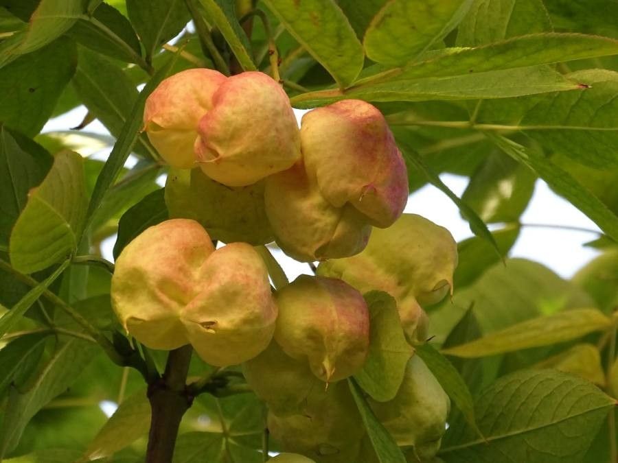 Staphylea pinnata flower