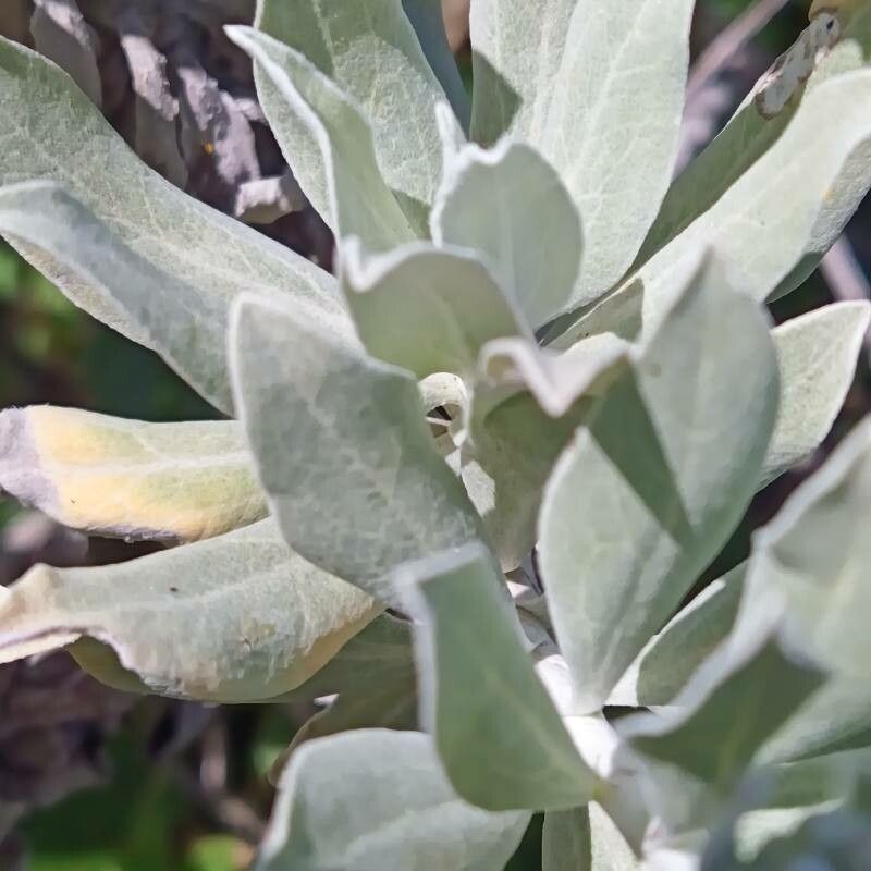 Helichrysum melaleucum — search result for 'Helichrysum'
