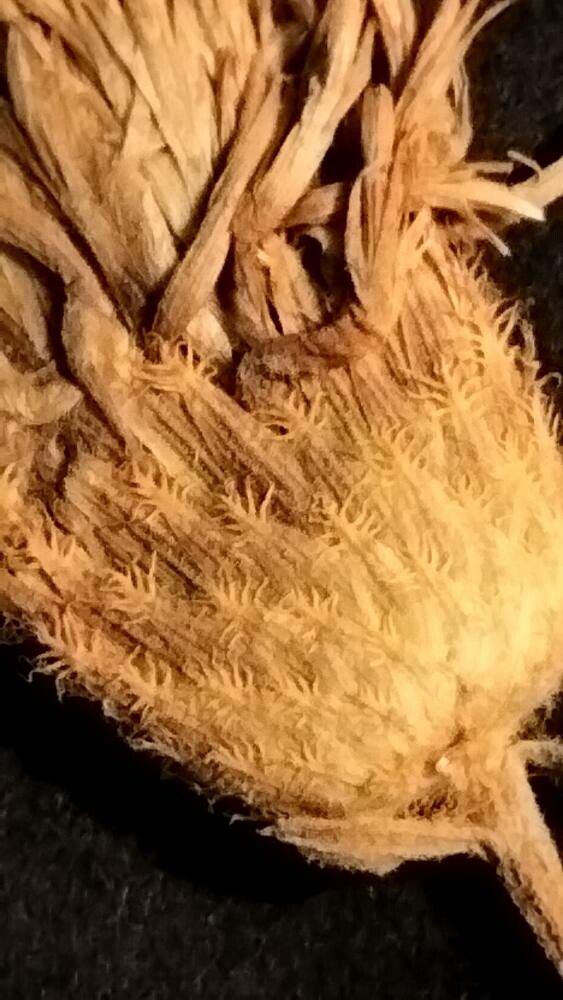 Centaurea exarata flower