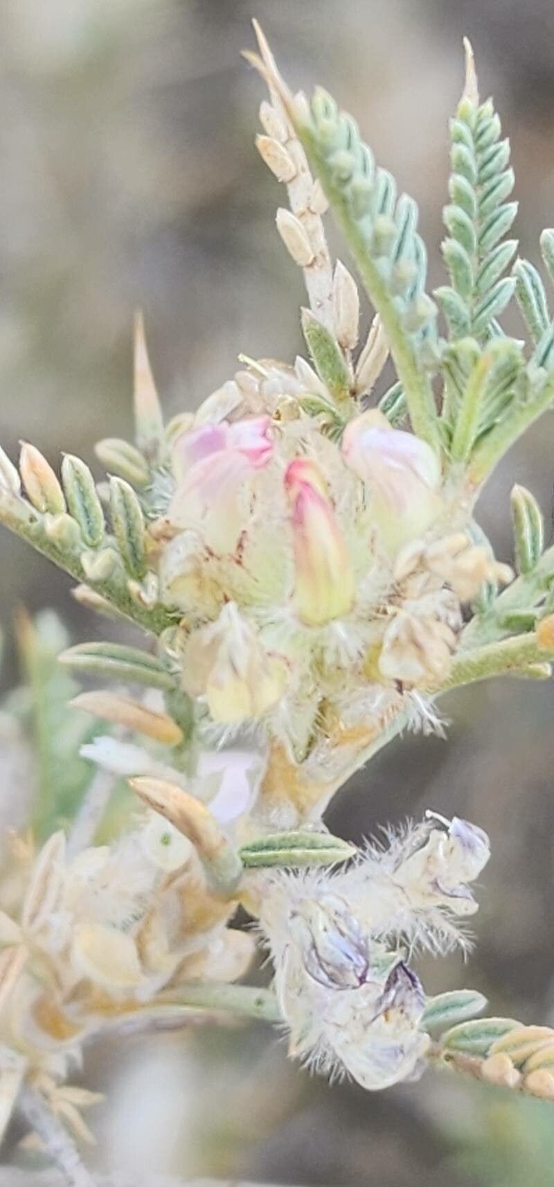 Astragalus piptocephalus flower