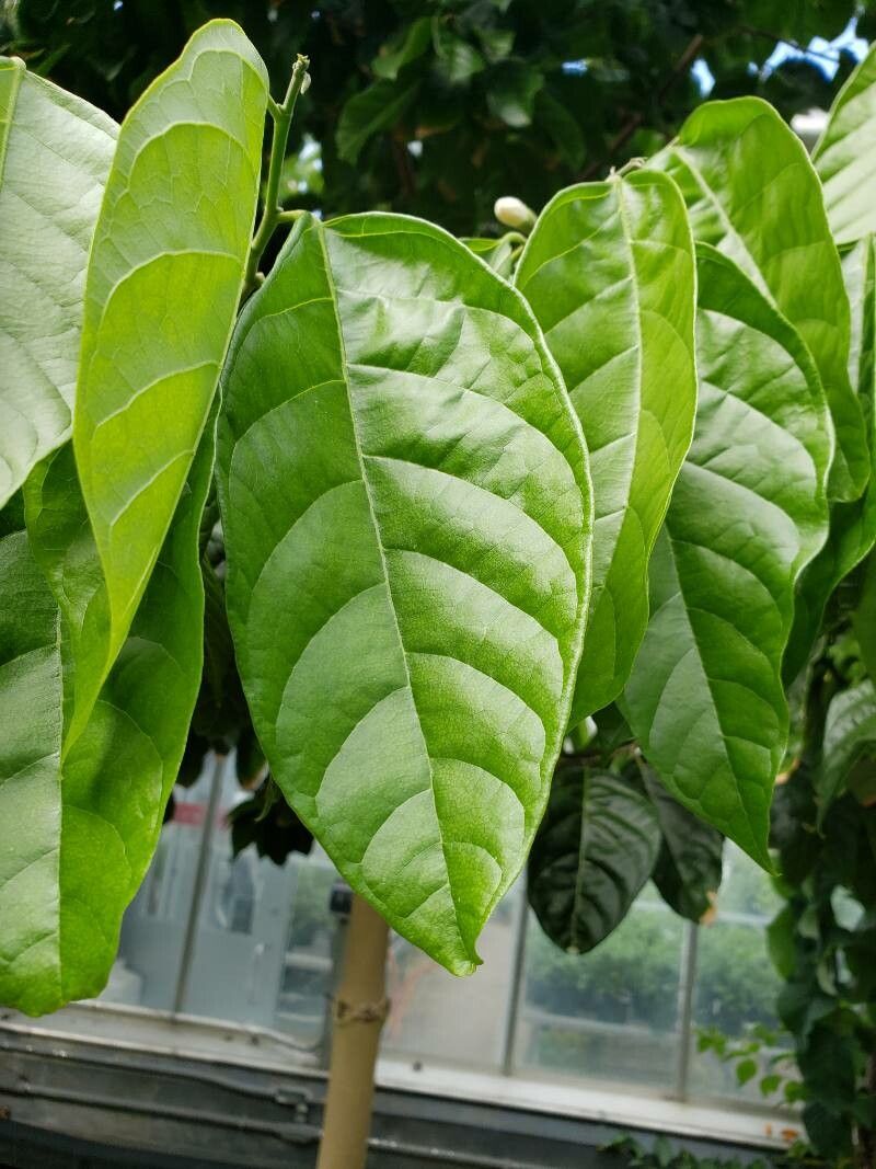 Quararibea funebris — search result for 'Quararibea'