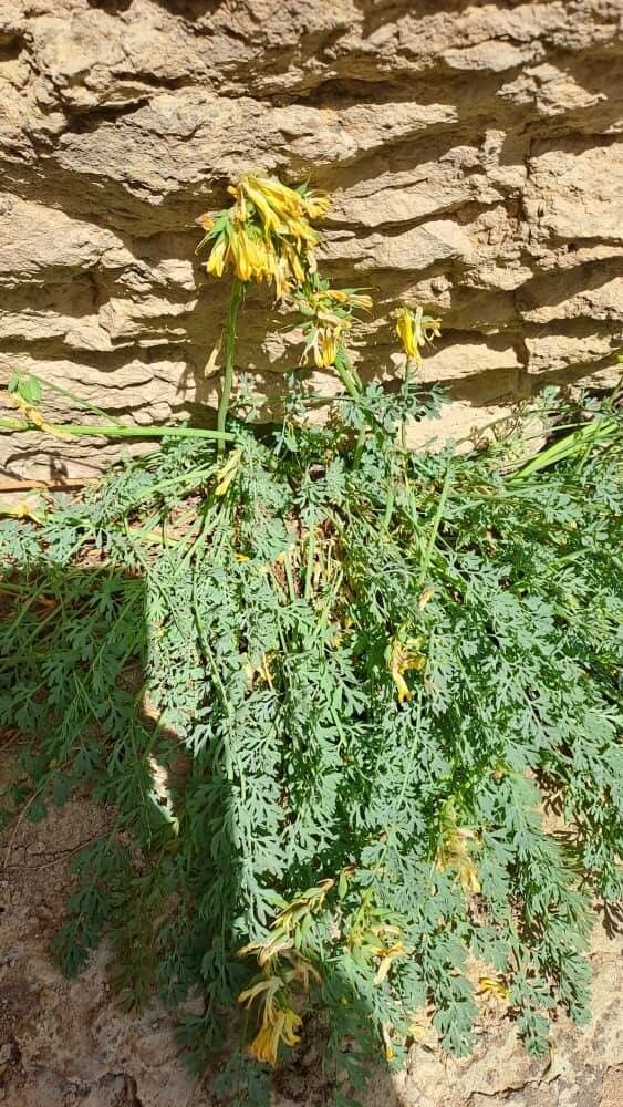 Corydalis aurea leaf