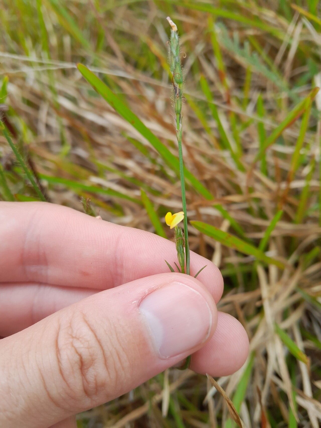 Stylosanthes angustifolia flower