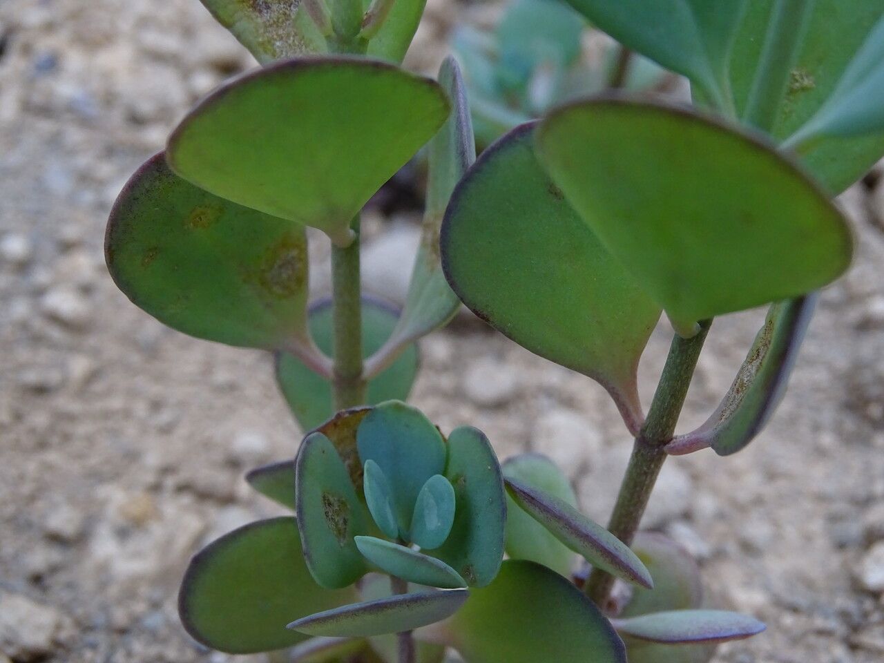 Kalanchoe integrifolia bark