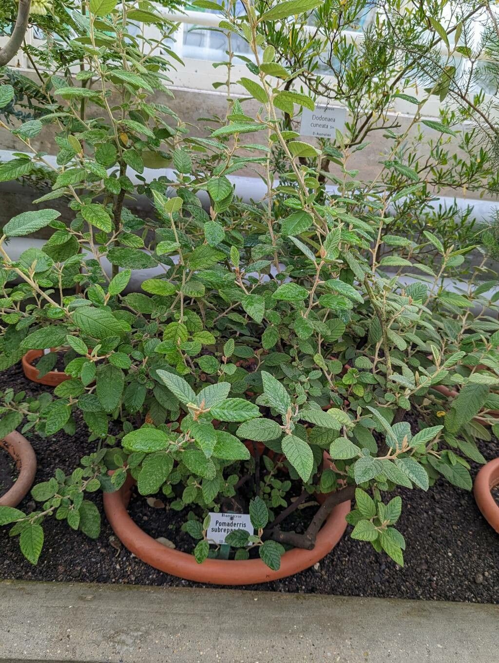 Pomaderris racemosa habit