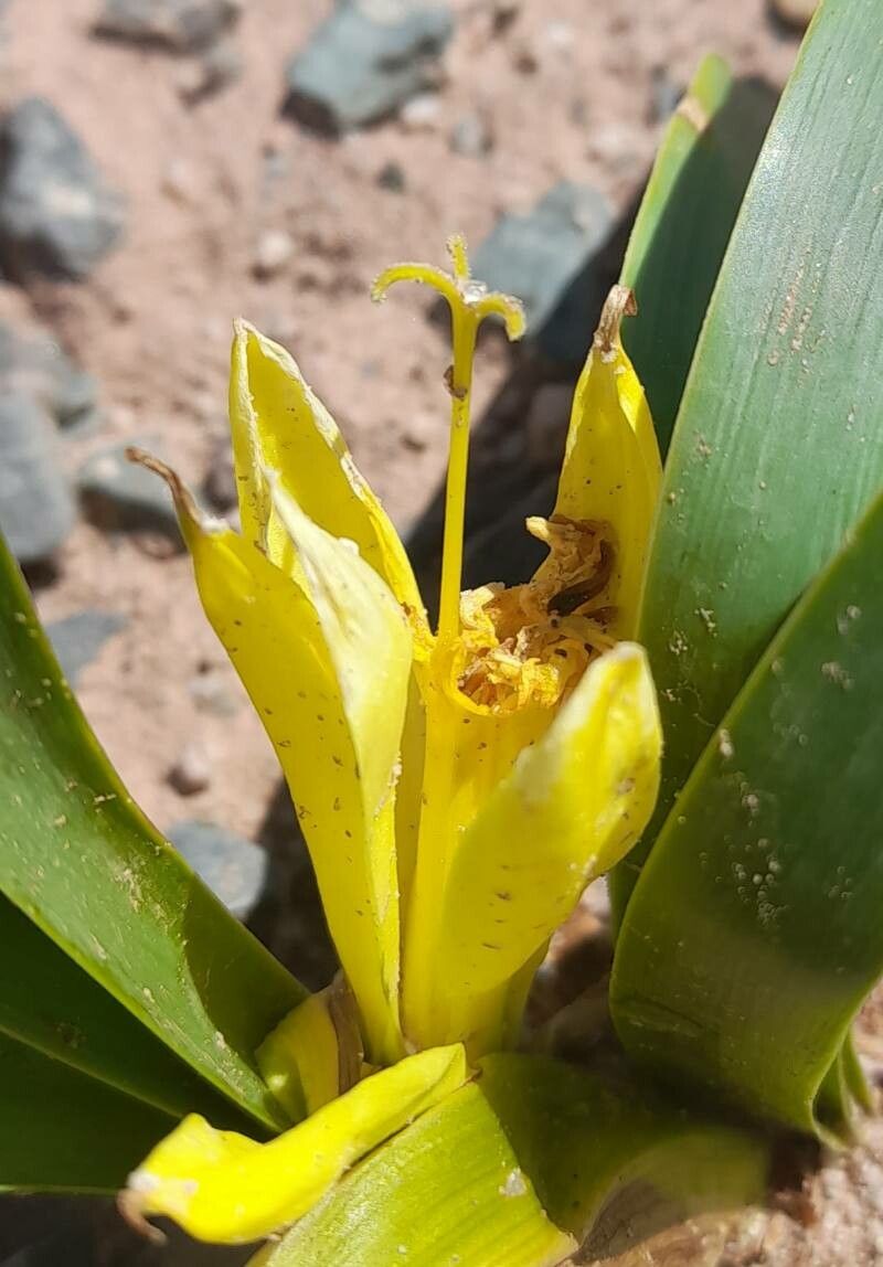 Hieronymiella aurea flower