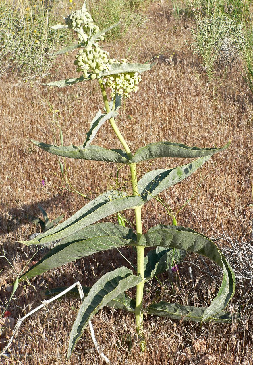 Asclepias erosa flower