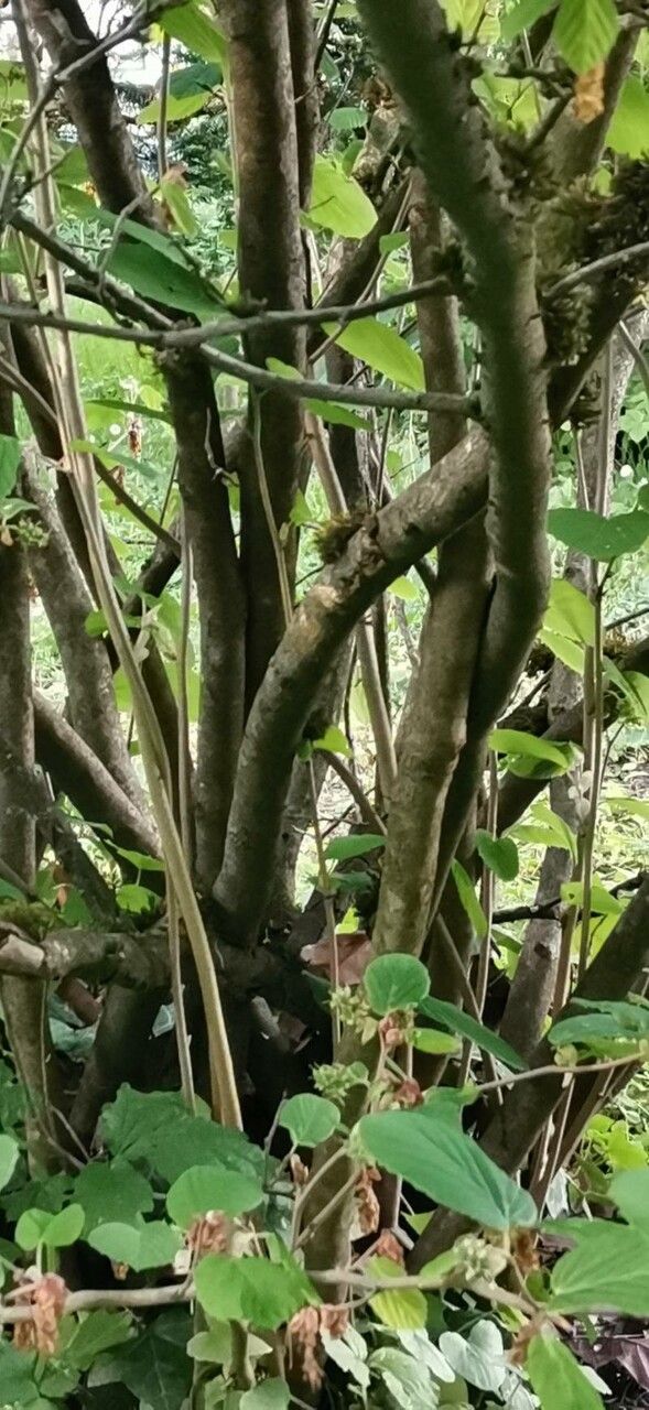 Corylopsis platypetala bark