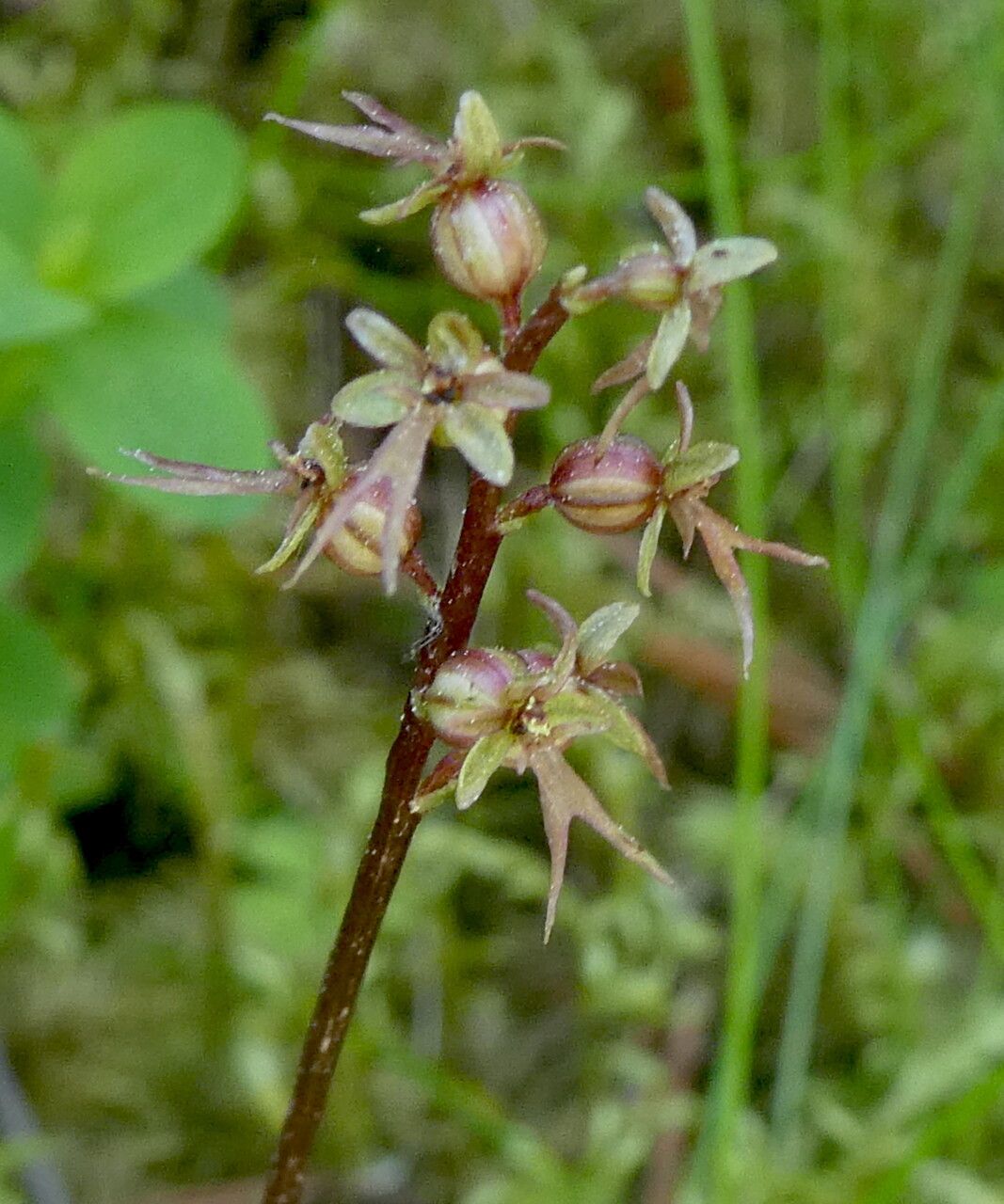 Neottia cordata flower