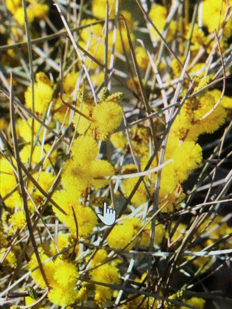 Acacia curranii — houseplant care guide