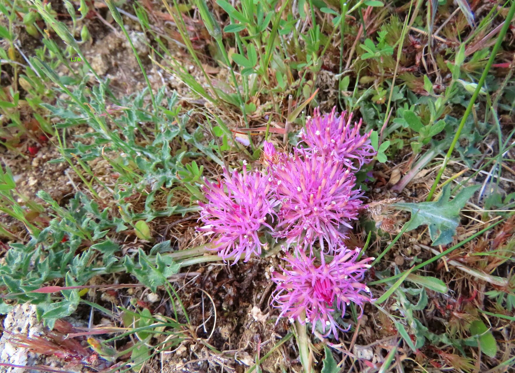 Centaurea amblensis — houseplant care guide