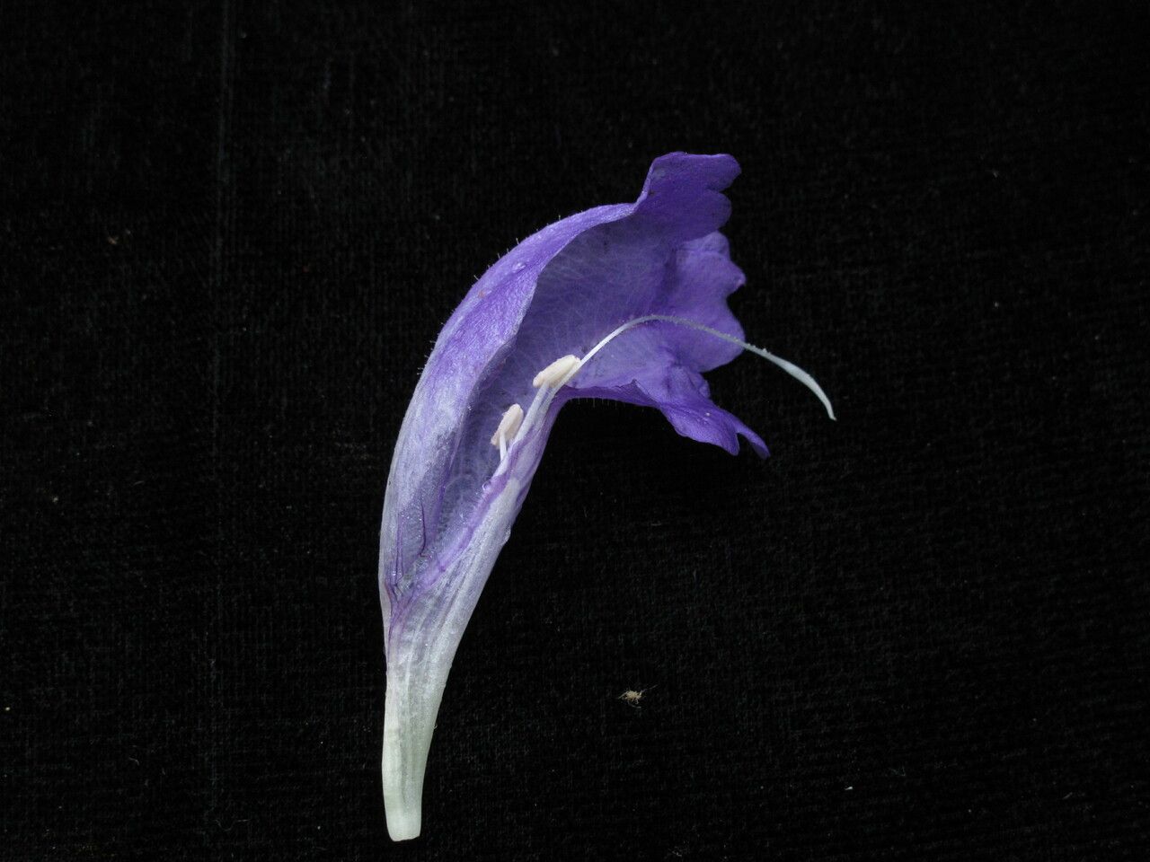 Strobilanthes lachenensis other