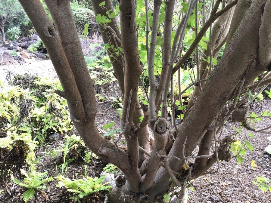 Malva acerifolia bark