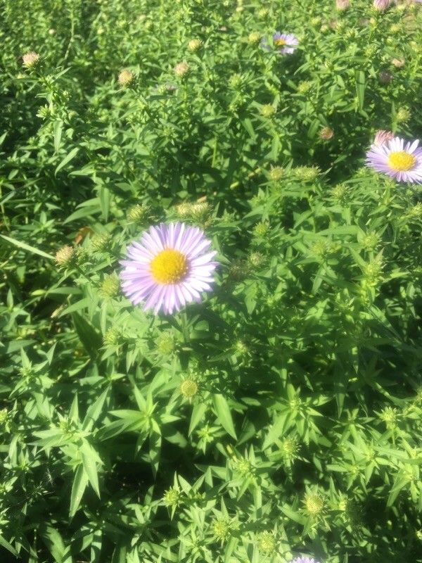 Erigeron speciosus flower