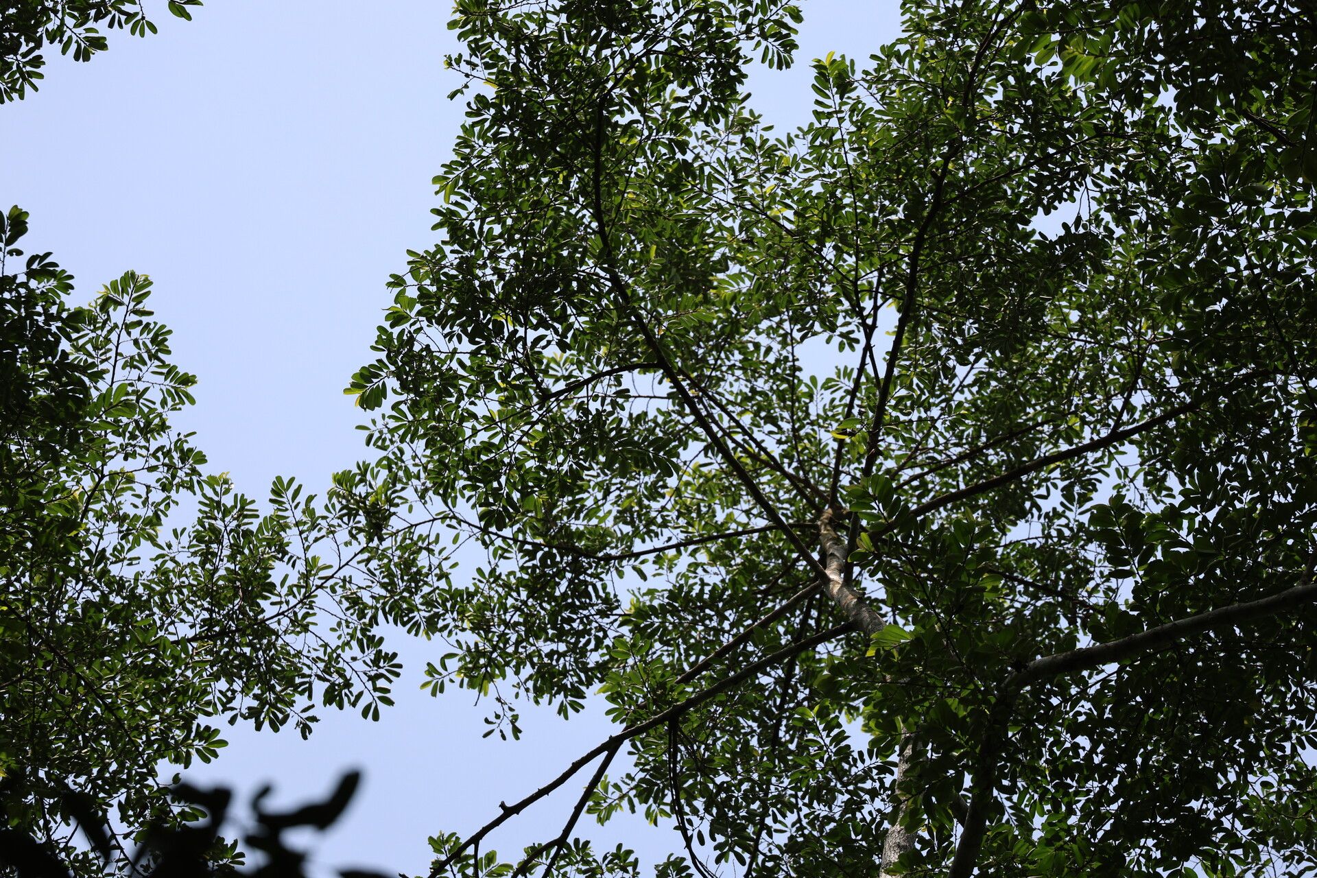 Erythroxylum mannii habit