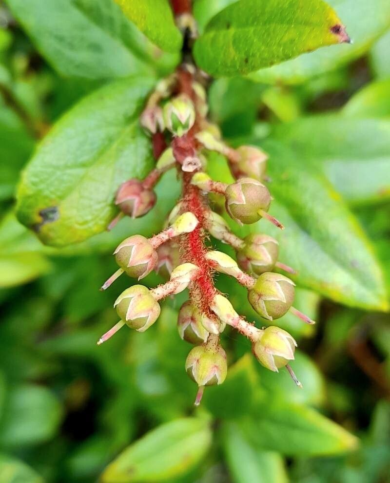 Gaultheria insana fruit
