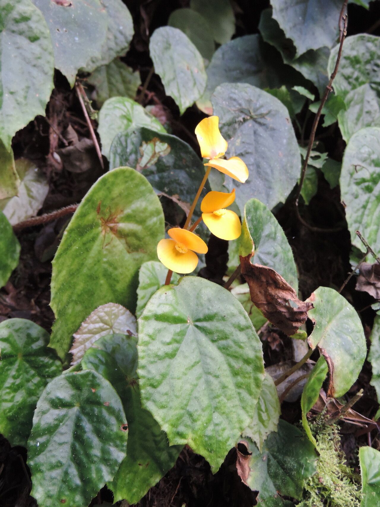 Begonia pulcherrima — houseplant care guide