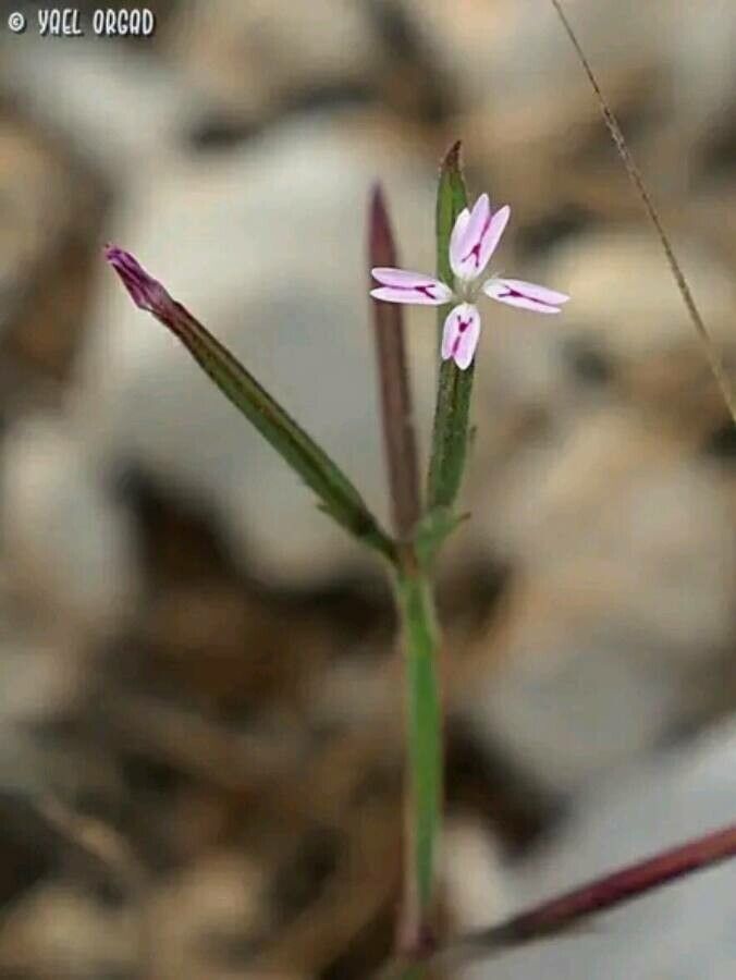 Velezia rigida flower